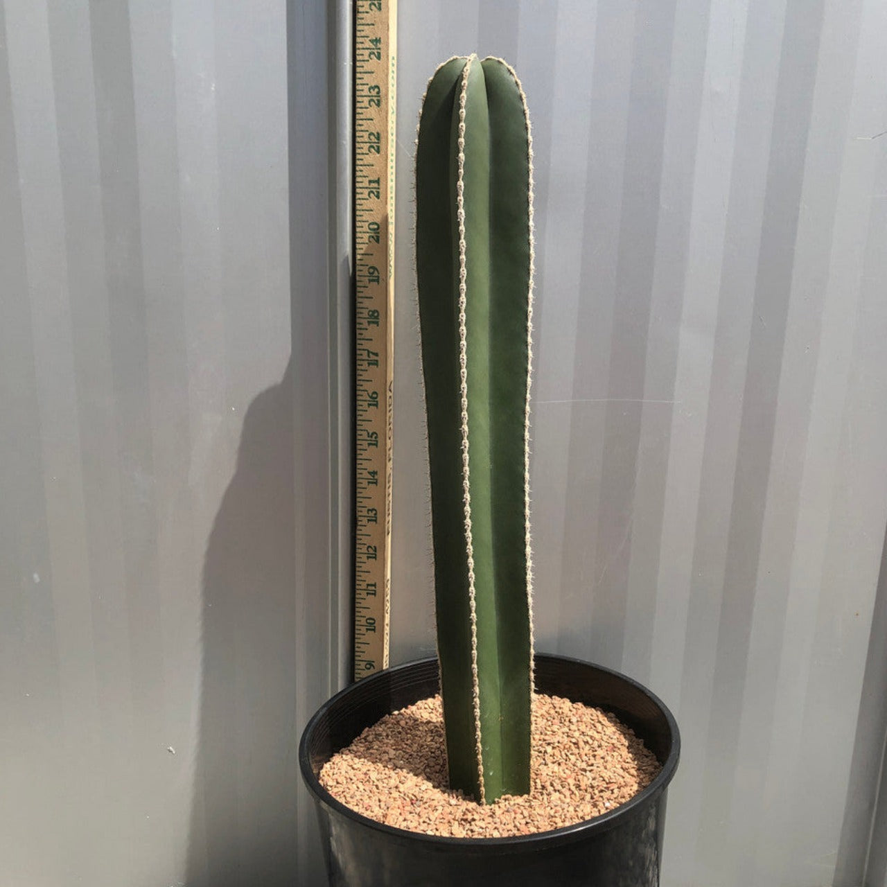 Lophocereus Marginatus (Mexican Fencepost Cactus)