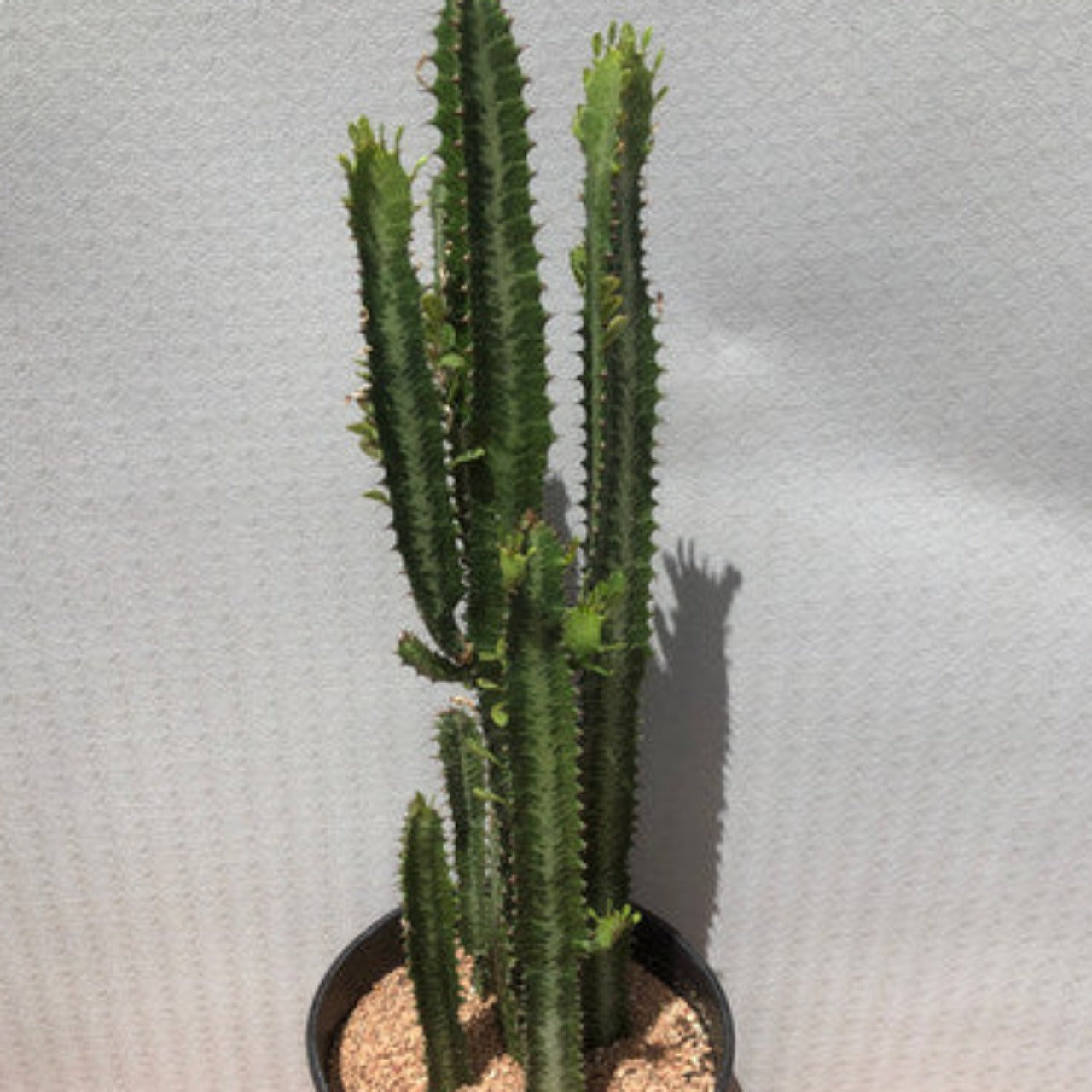 Euphorbia Trigona (Green)