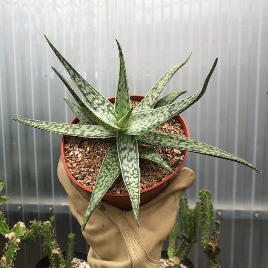 Top down view of a Aloe Frontier