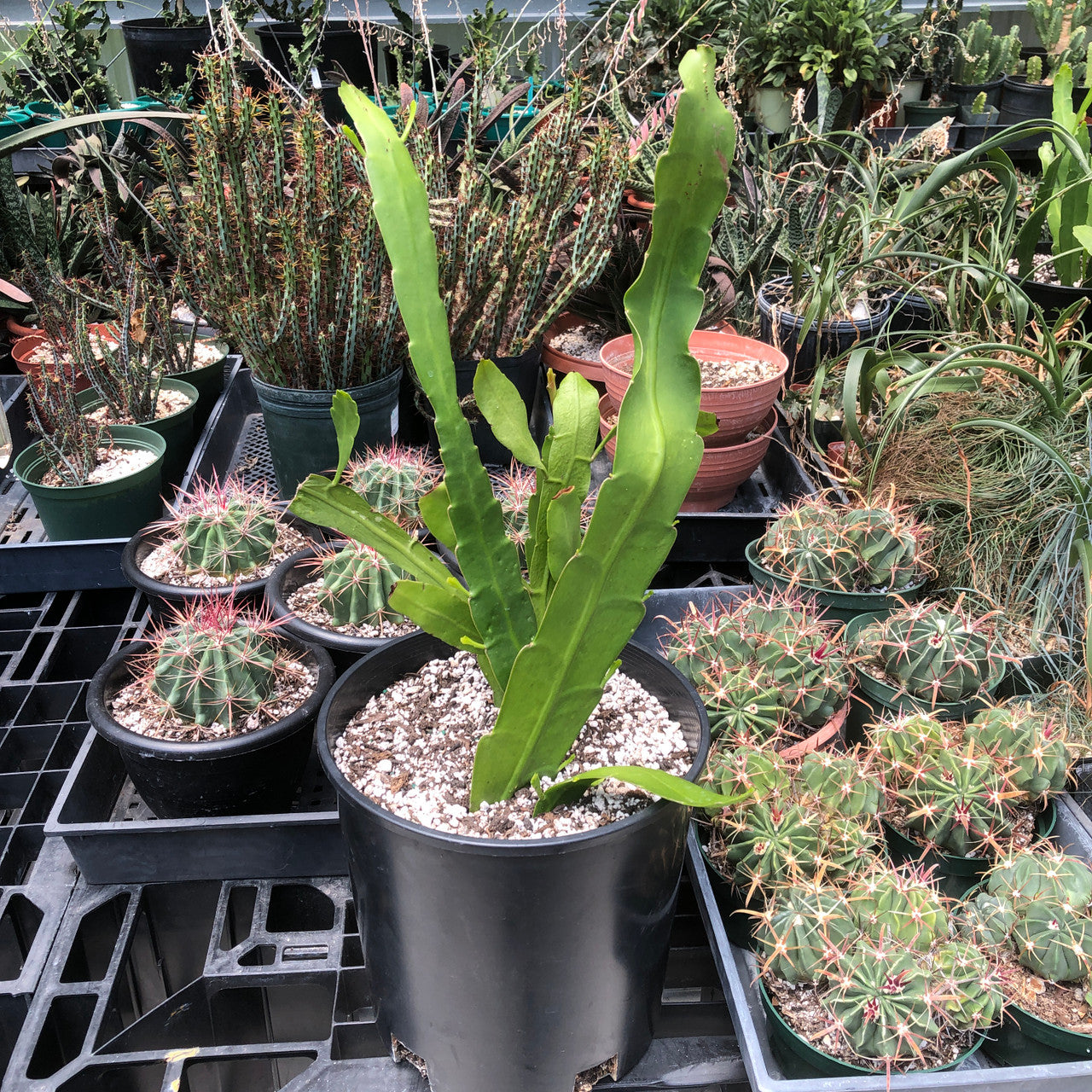 Epiphyllum Hookeri (Orchid Cactus) in 1 gallon pot
