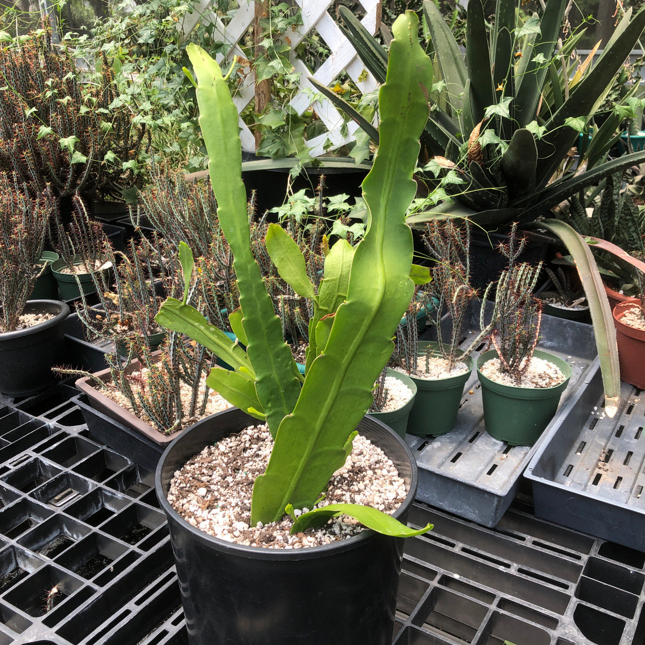 Epiphyllum Hookeri (Orchid Cactus) in 1 gallon pot backside
