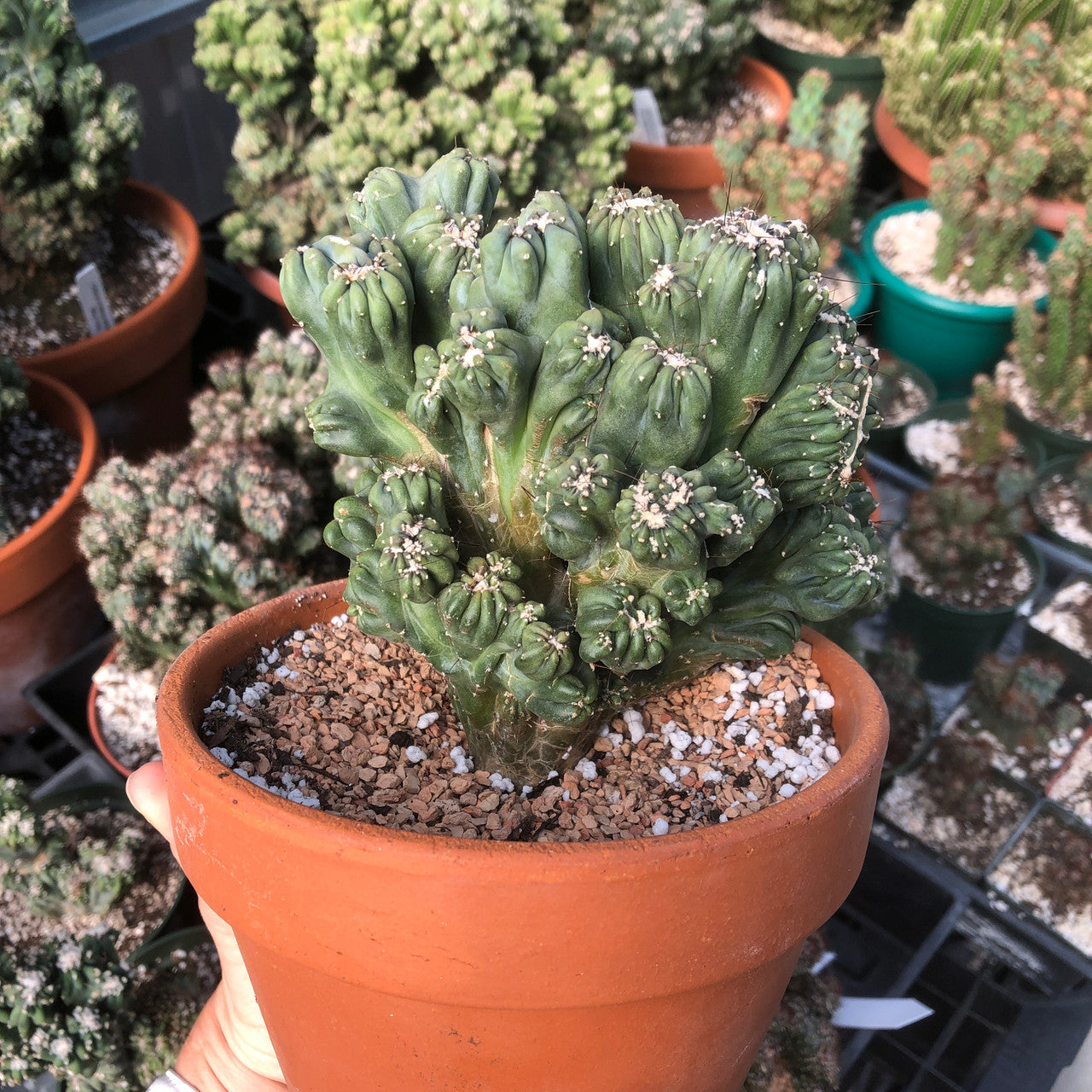 An intricately shaped small Cereus Forbesii Monstrose (Ming Thing) cactus showcasing its unique twists and turns.