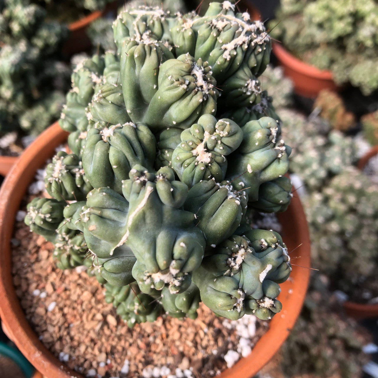 Close-up photo of a stunning Cereus Forbesii Monstrose (Ming Thing) cactus with contorted and twisted stems, showcasing its unique and mesmerizing growth patterns.