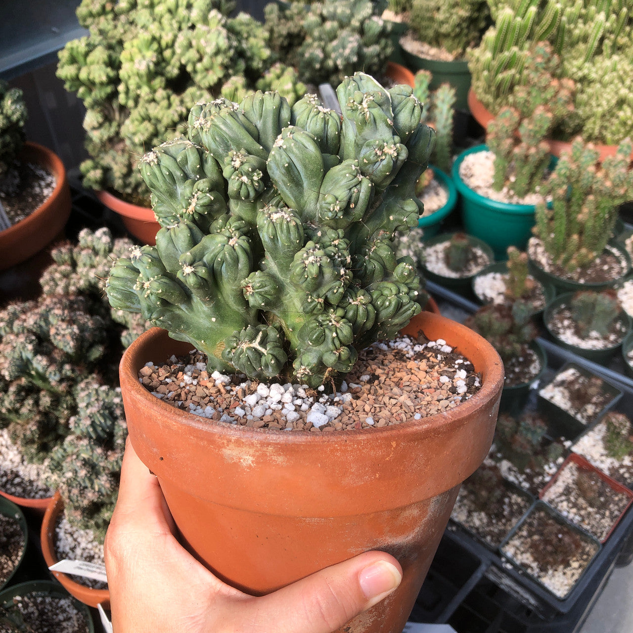 Detailed photo of a small Cereus Forbesii Monstrose (Ming Thing) cactus featuring mesmerizing twisted stems.