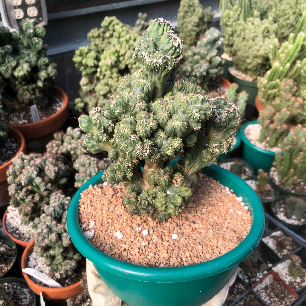 Detailed image of a captivating Cereus Forbesii Monstrose (Ming Thing) cactus with unique growth patterns.