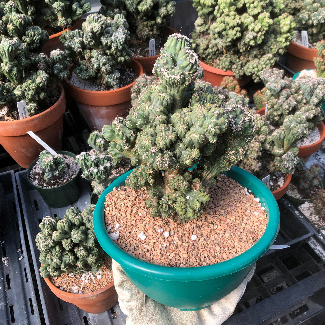 A medium-sized Cereus Forbesii Monstrose (Ming Thing) cactus, boasting twisted and contorted stems.