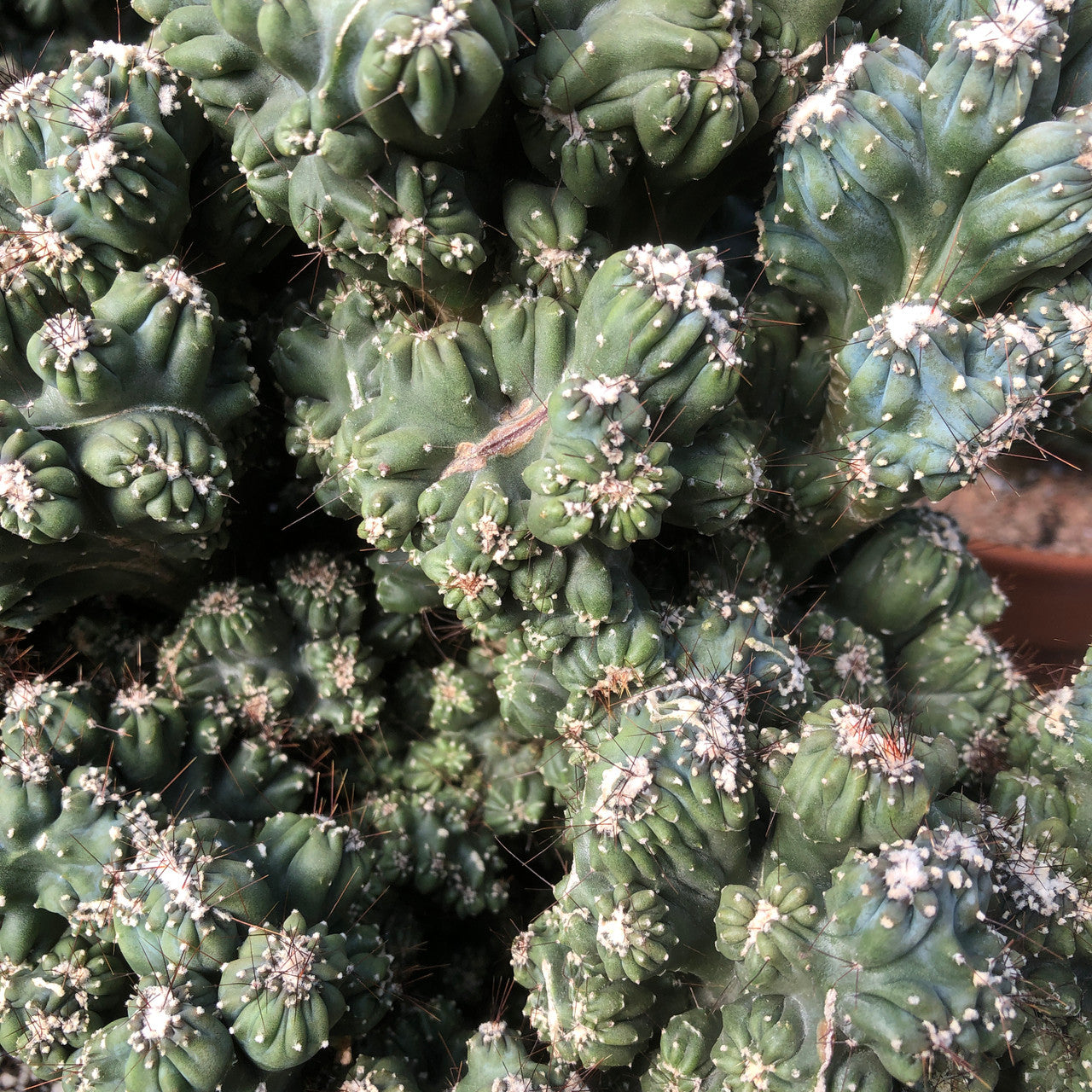 Close-up photo of a stunning Cereus Forbesii Monstrose (Ming Thing) cactus with contorted and twisted stems, showcasing its unique patterns.