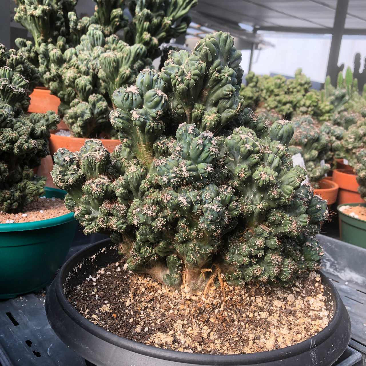 Impressive large-sized Cereus Forbesii Monstrose (Ming Thing) cactus, featuring contorted and twisted stems.