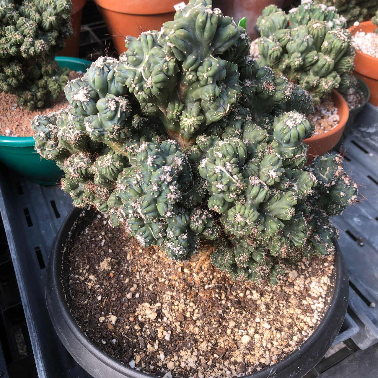 A magnificent Cereus Forbesii Monstrose (Ming Thing) cactus with large contorted growth patterns, a true showstopper.