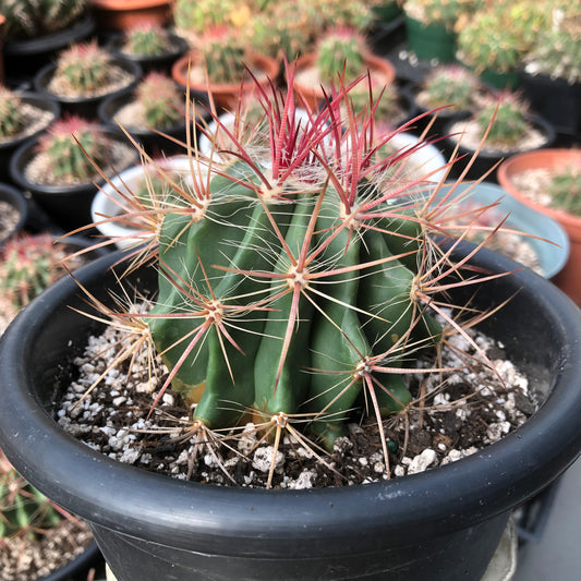 Side view of a Ferocactus Acanthodes showcasing its distinctive barrel