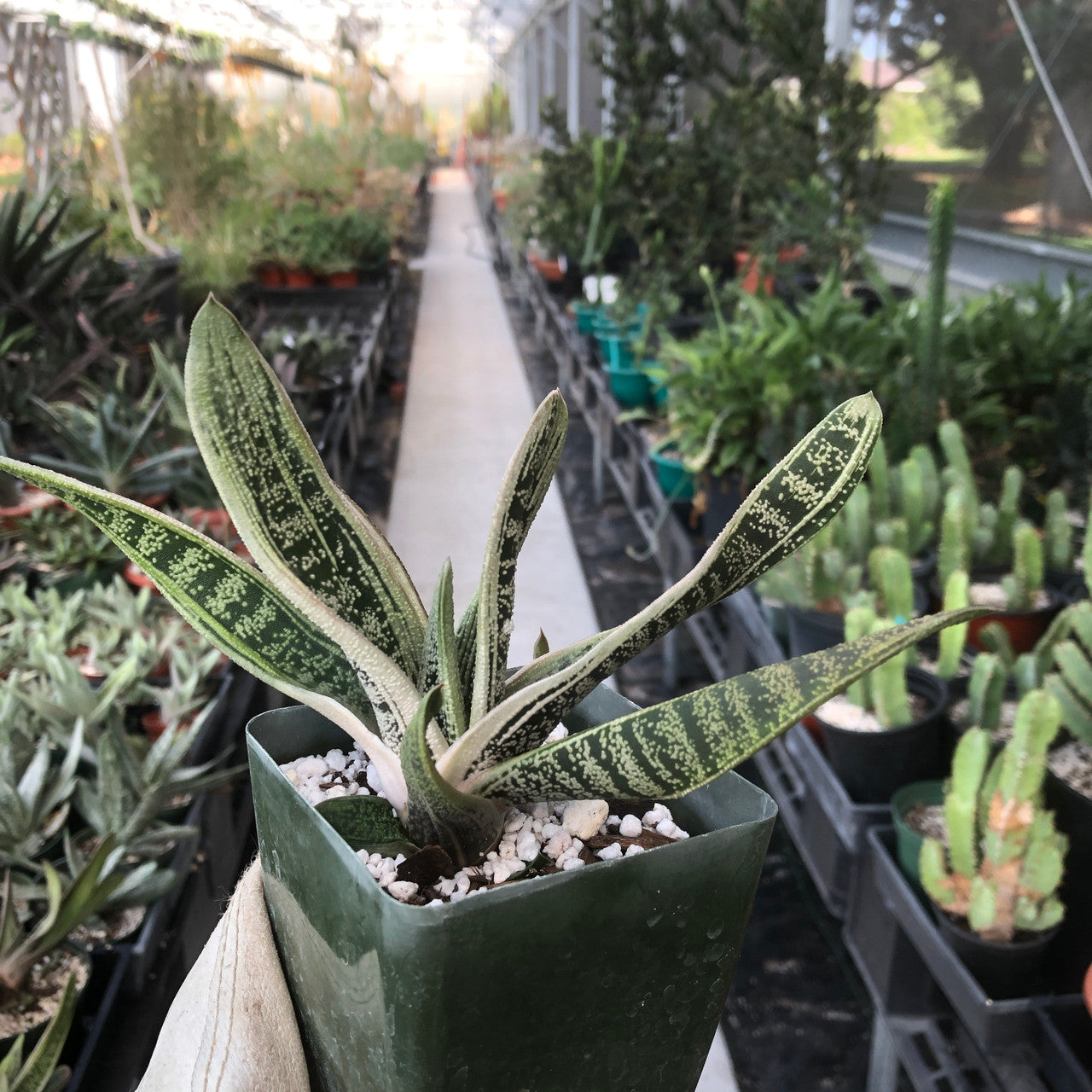 Gasteria in a succulent nursery, surrounded by other desert plants, creating a visually appealing and harmonious arrangement