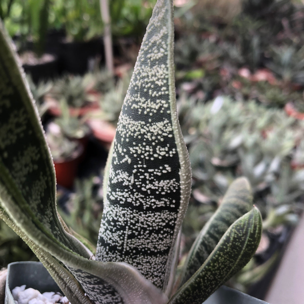 Gasteria Gasteria 4