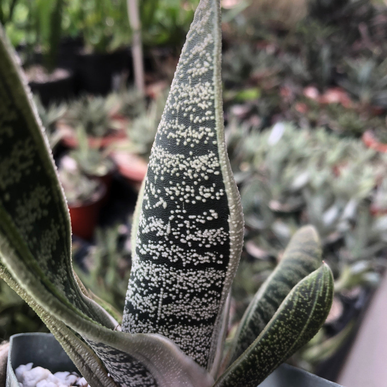Close-up of Gasteria's textured leaves
