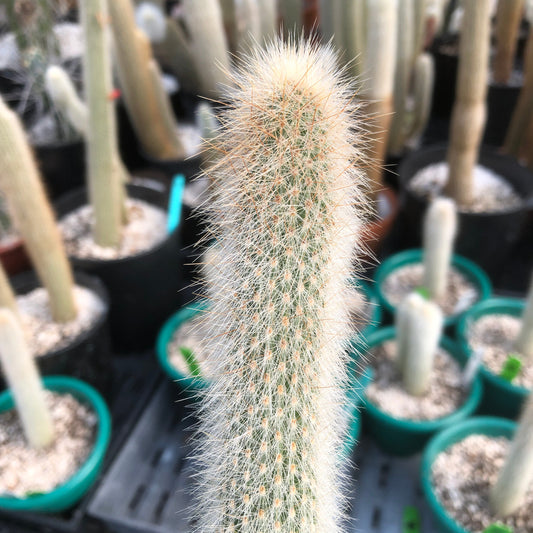 a single Cleistocactus Straussii showing detail