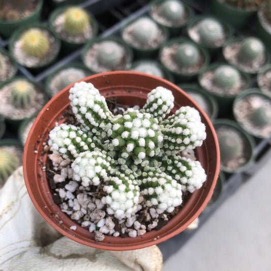 Top down view of Mammillaria Gracilis Oruga and it's soft tiny white spines