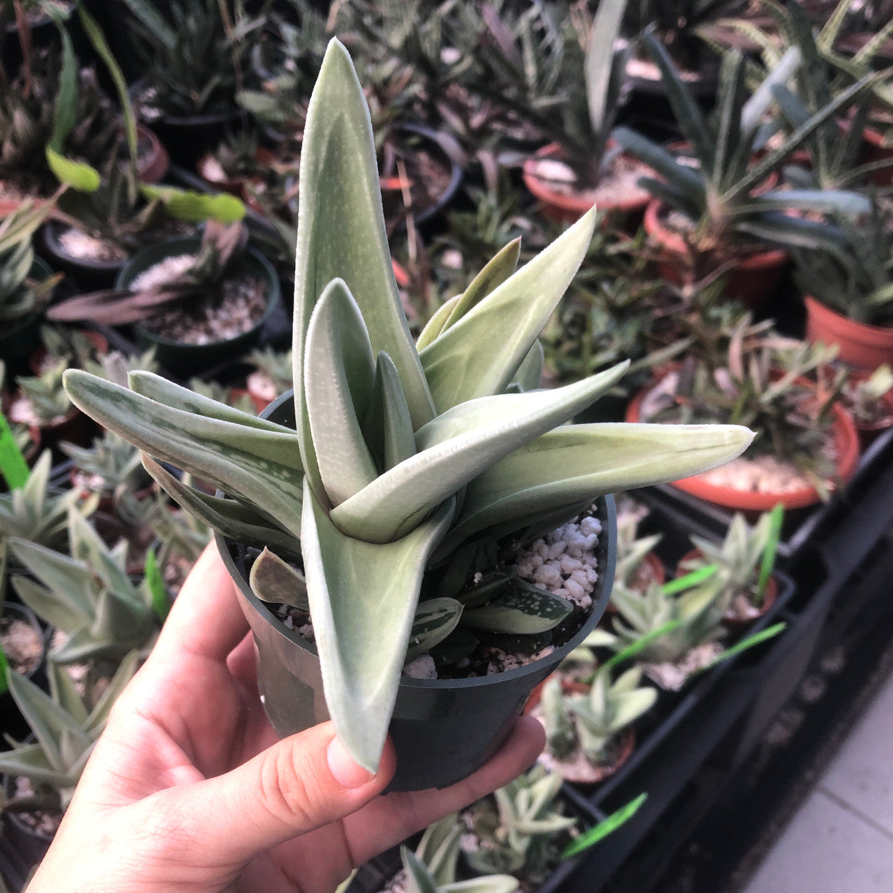 Gasteraloe (Green Ice)