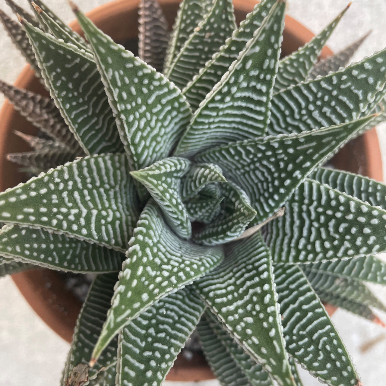 a haworthia miami close up showing detail