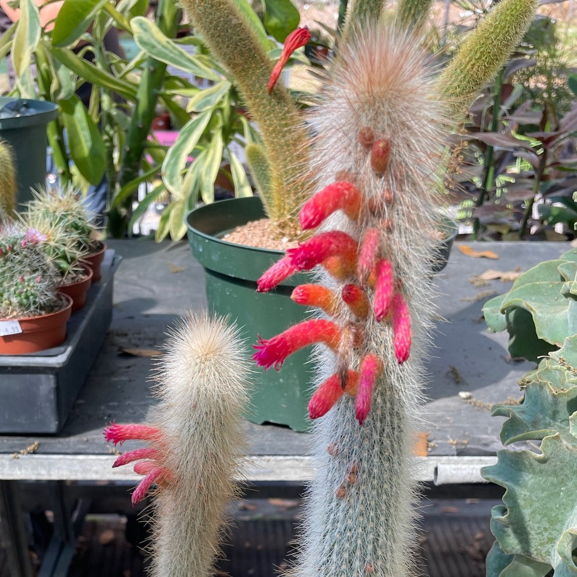 a flowering cleistocactus straussii