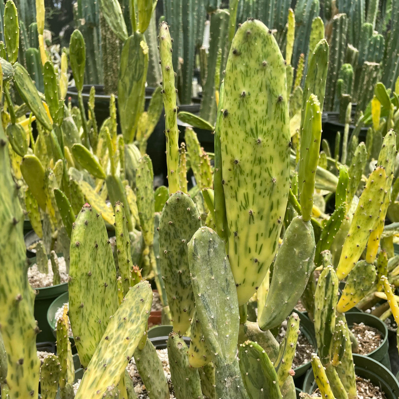 a Mature Opuntia Sunburst plant