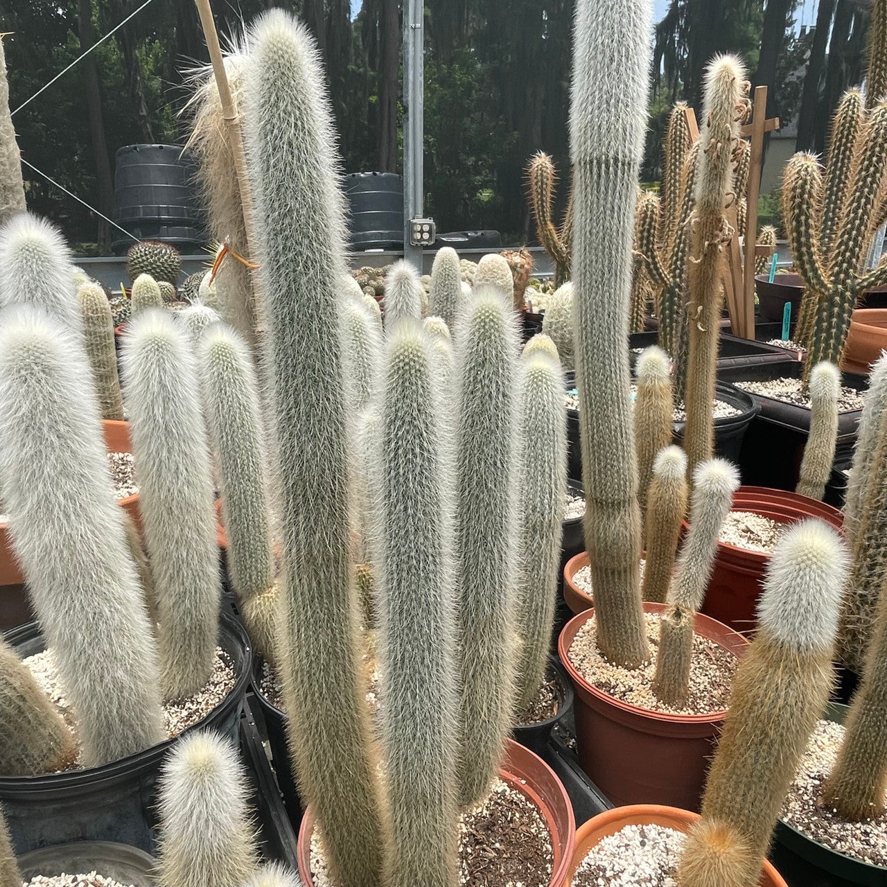 a mature potted Cleistocactus Straussii