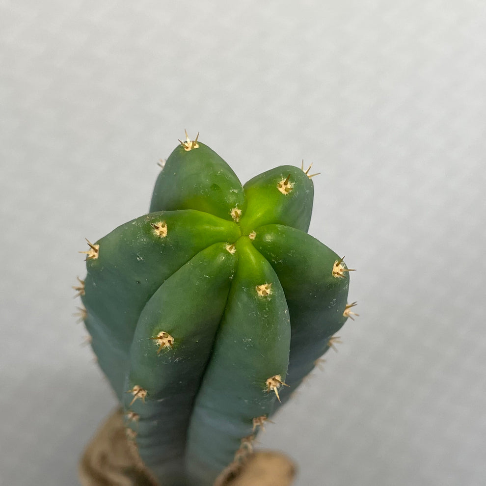 Echinopsis Pachanoi San Pedro Cactus For Sale Kesslers Cacti