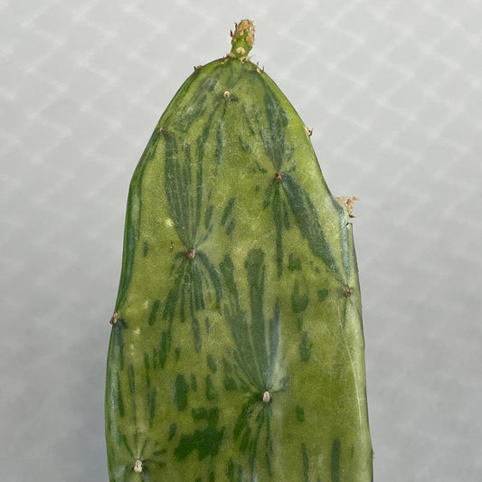 A Single Opuntia Cochenillifera Varigata Pad showing detail