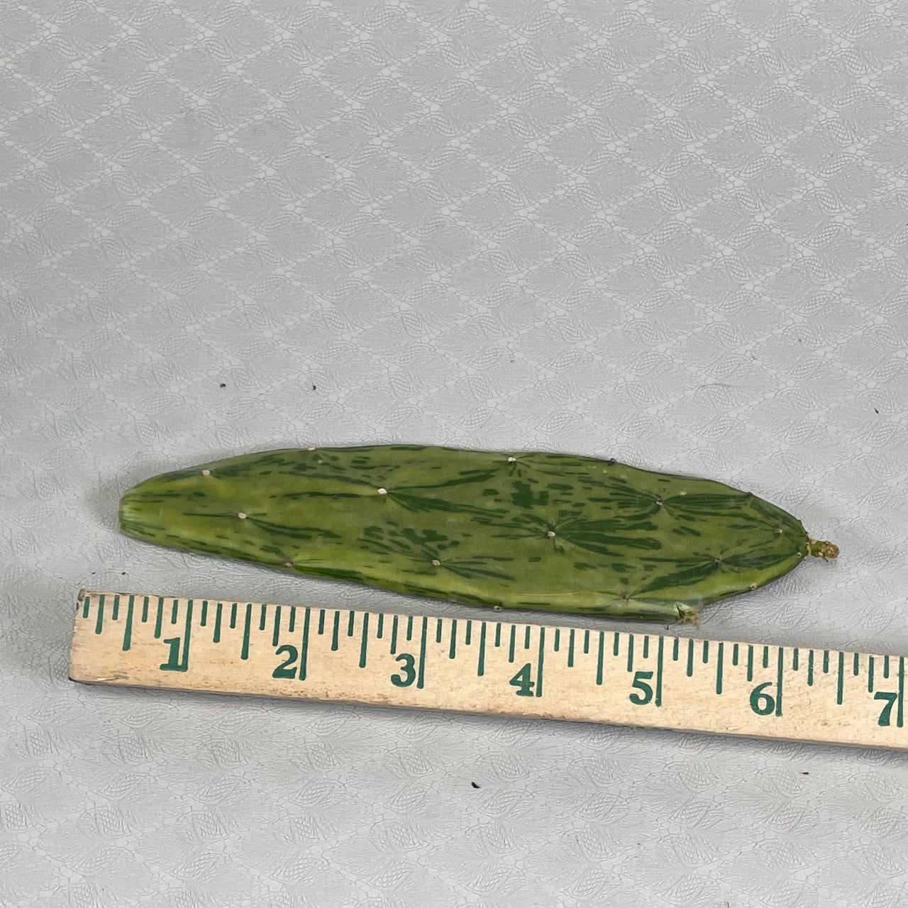A single Opuntia Cochenillifera Varigata pad with a measuring stick