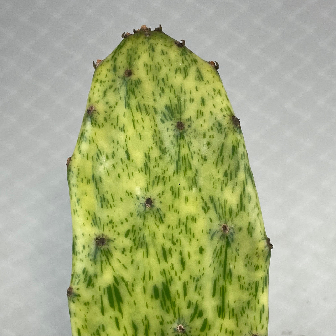 A Single Opuntia Sunburst Pad Showing detail