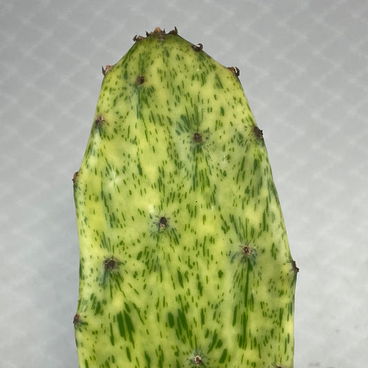 A Single Opuntia Sunburst Pad Showing detail