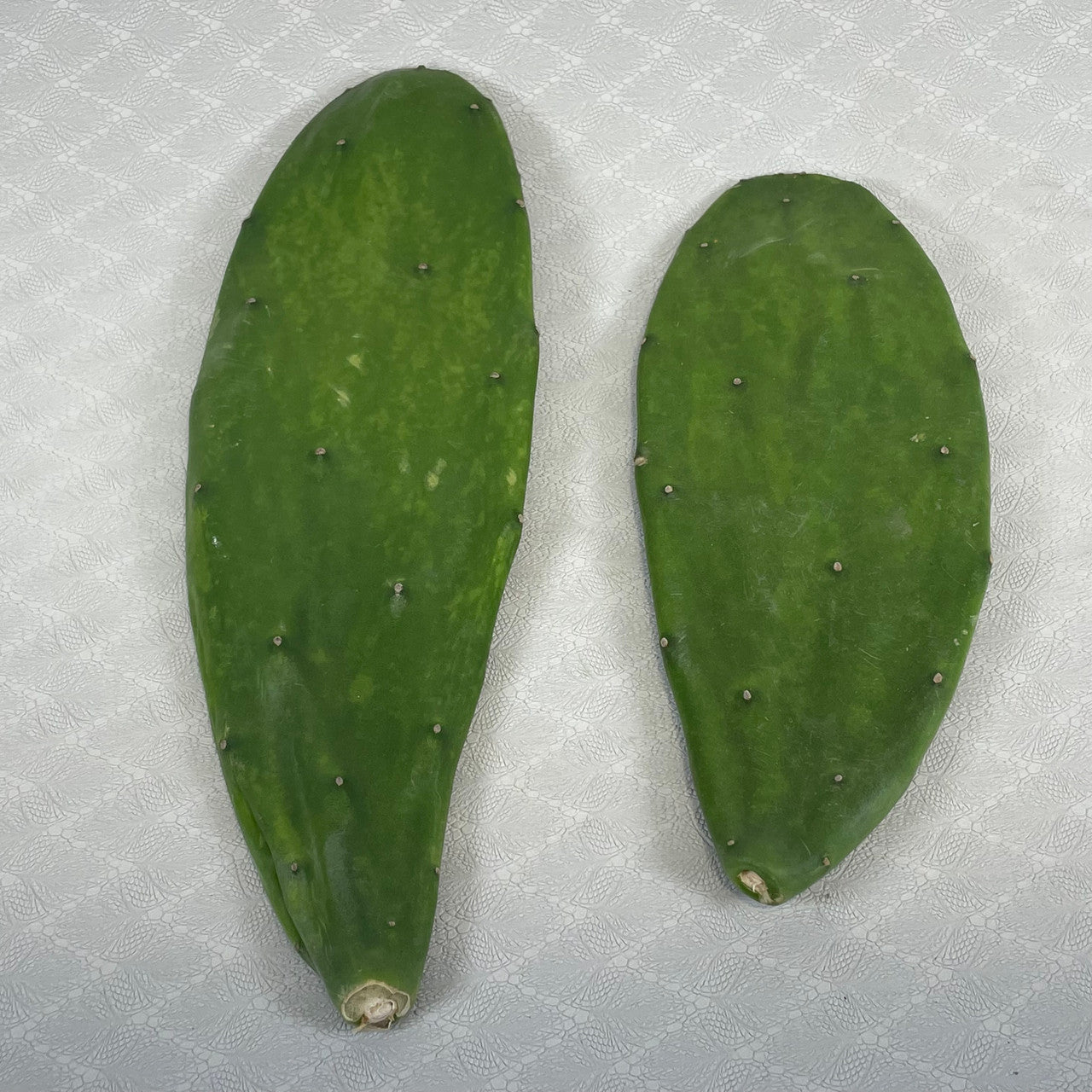 Opuntia Cochenillifera Pads (Prickly Pear / Nopales) - 3 Pack