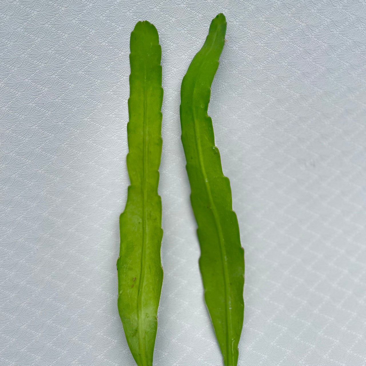 2 Epiphyllum Hookeri (Orchid Cactus) cuttings side by side