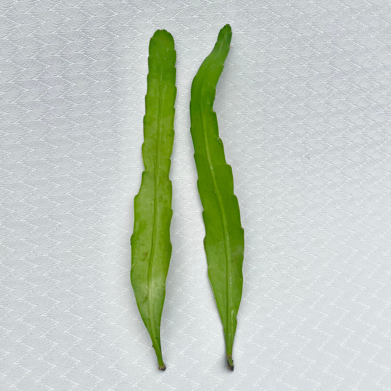 2 Epiphyllum Hookeri (Orchid Cactus) cuttings side by side from a distance