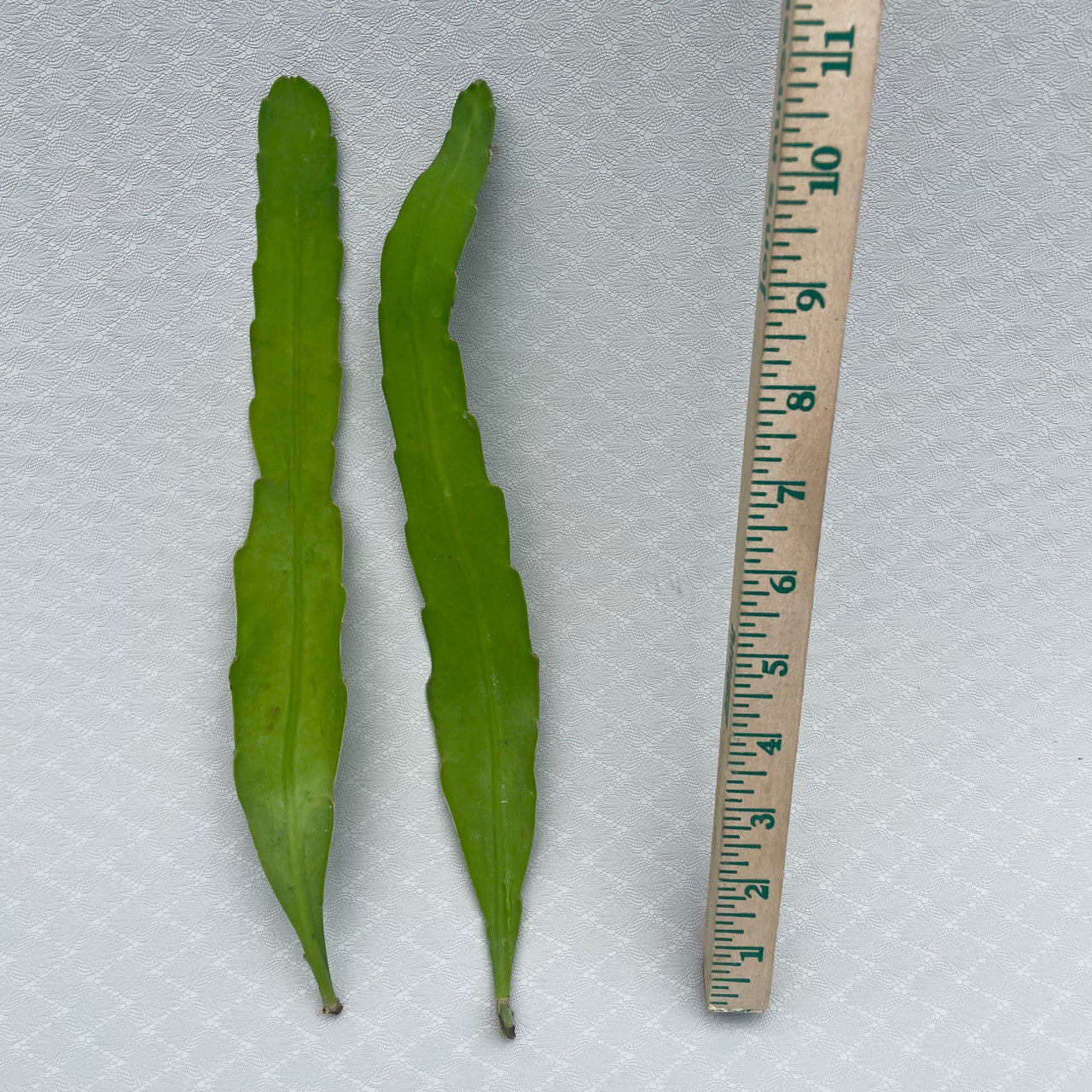 2 Epiphyllum Hookeri  (Orchid Cactus) cuttings side by side next to a measuring stick