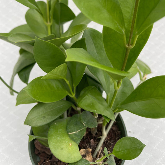 A Hoya Australis Tenuipes close up to show detail view #2