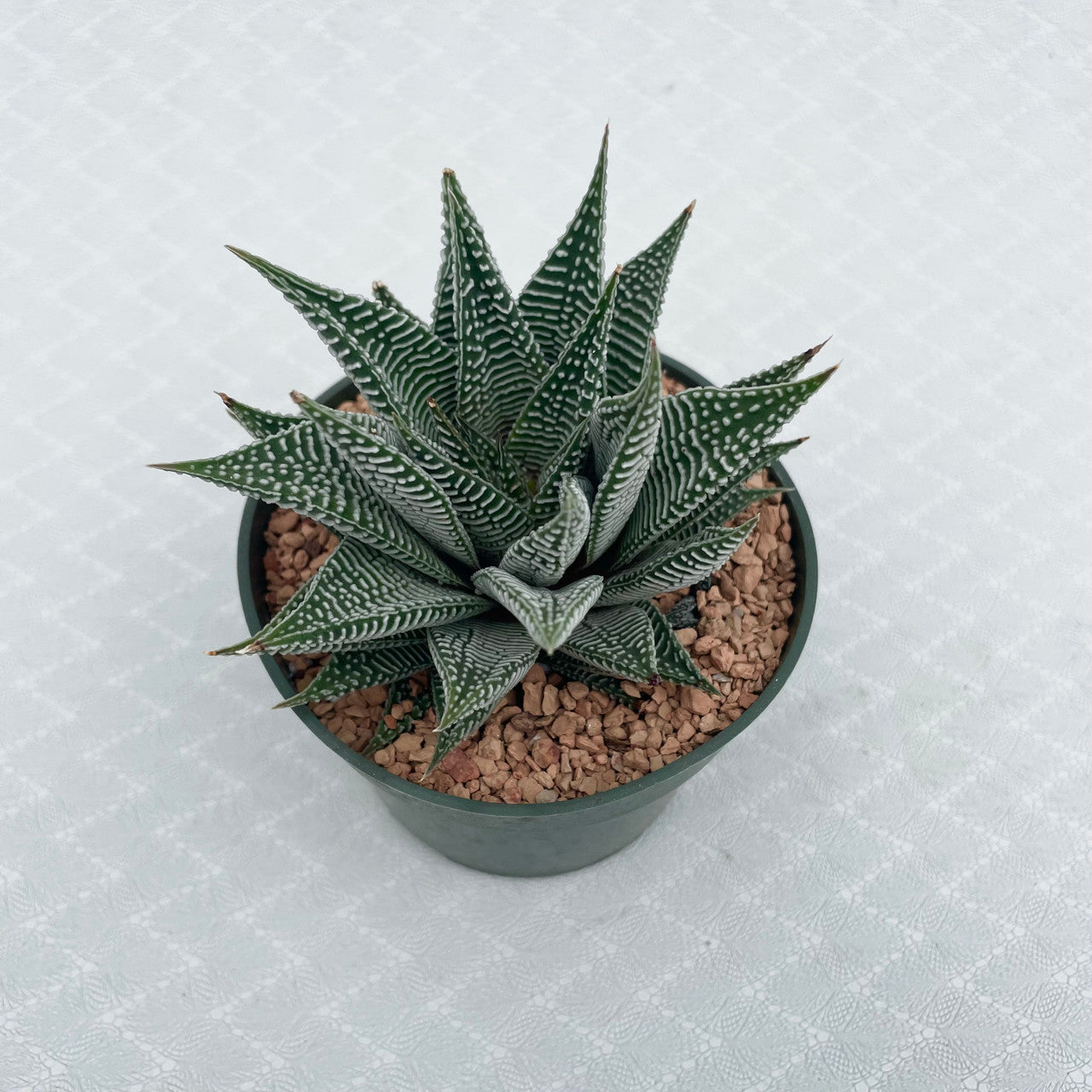 a haworthia miami view 2