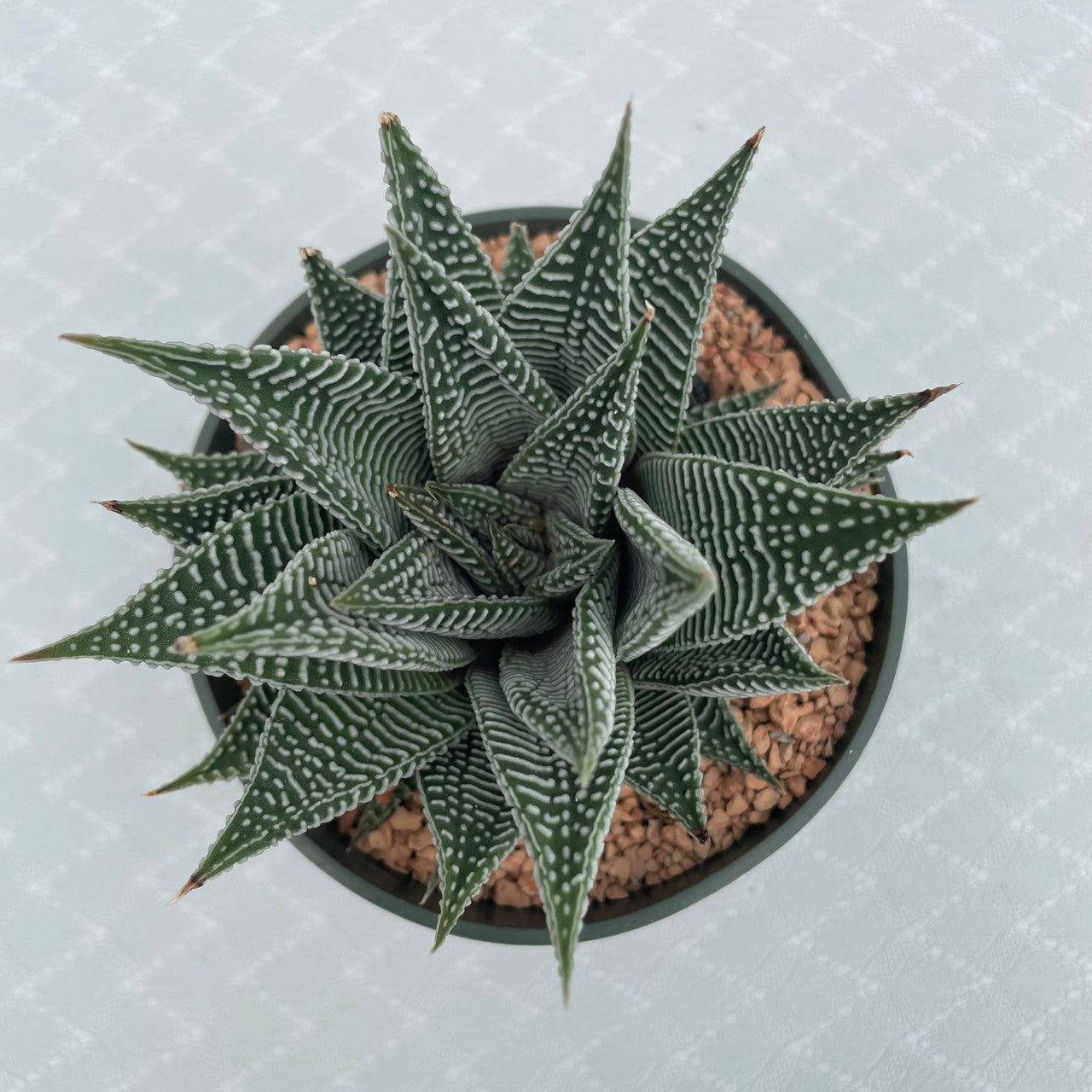 a haworthia miami top view