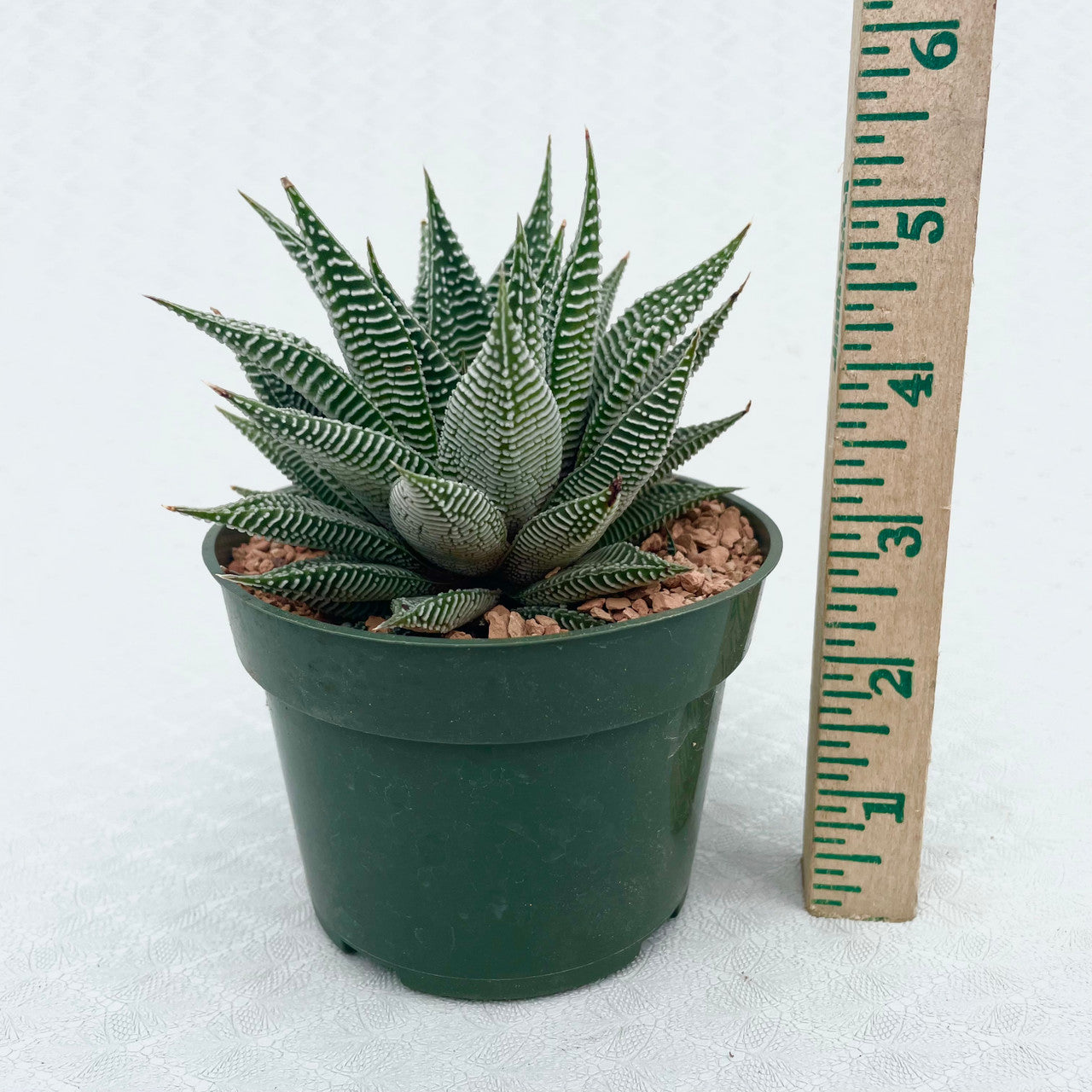 a haworthia miami next to a measuring stick