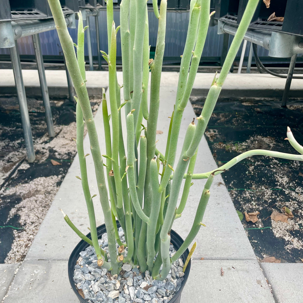 Euphorbia lomelii (Slipper Plant) - World of Succulents