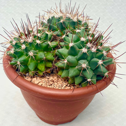 a Mammillaria Melanocentra in a 7.5 inch pot