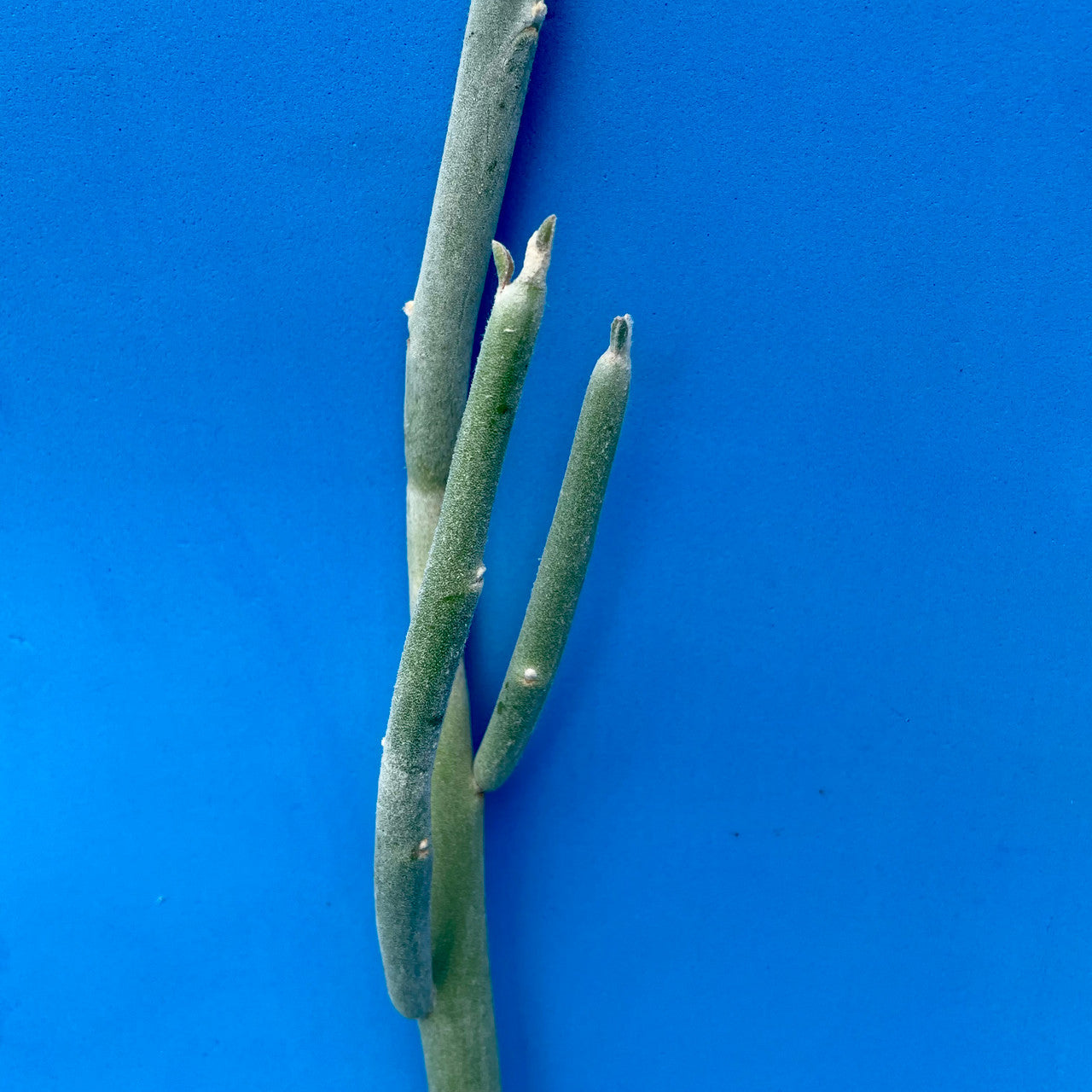 Pedilanthus macrocarpa...long green... - Waterwise Botanicals | Facebook