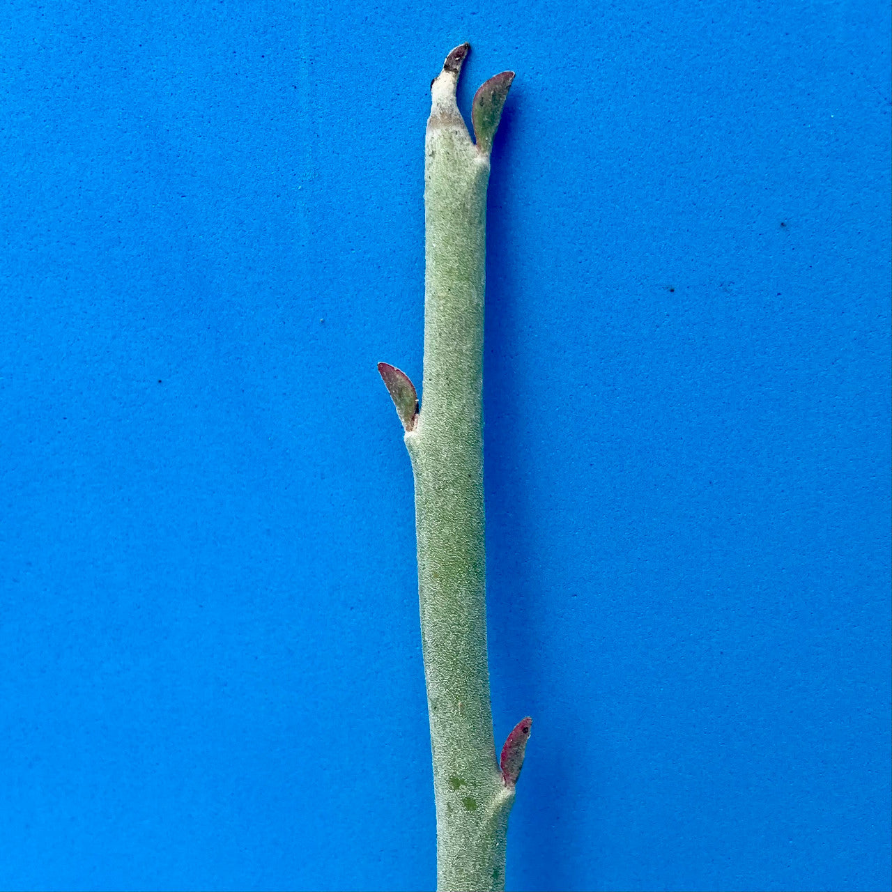 Pedilanthus macrocarpus - Phoenix Desert Nursery