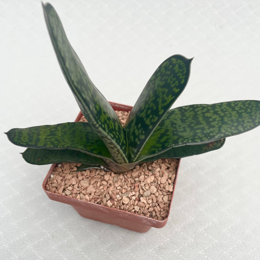 a potted Gasteria Bicolor Hybrid