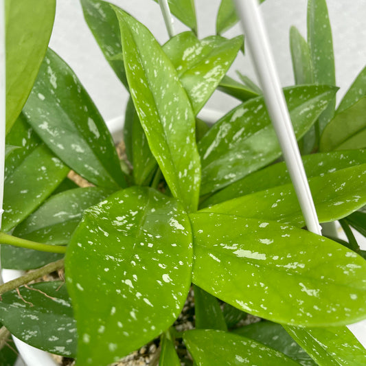 close up of a Hoya Pubicalyx showing pattern and texture of foliage