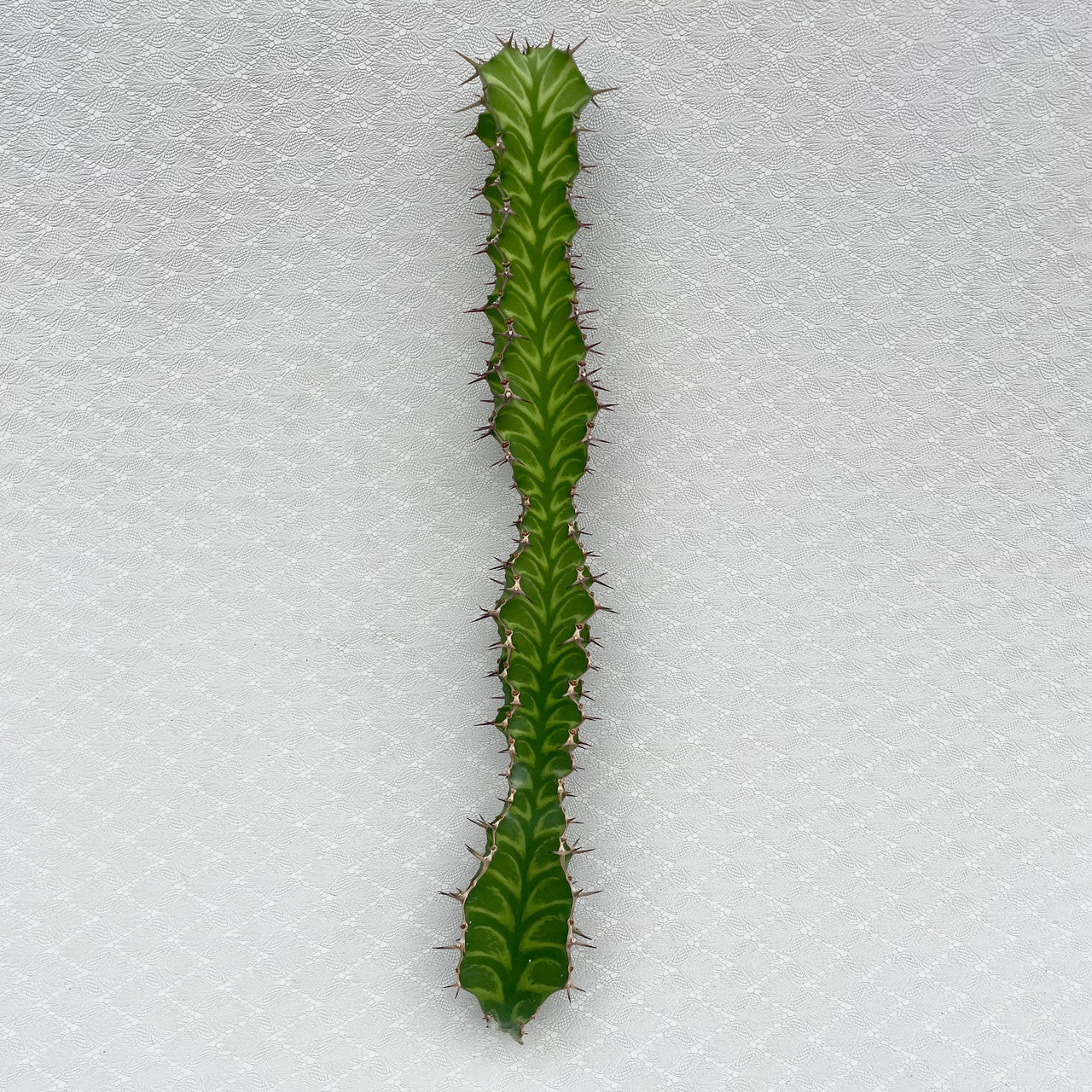A Single Euphorbia Pseudocactus cutting