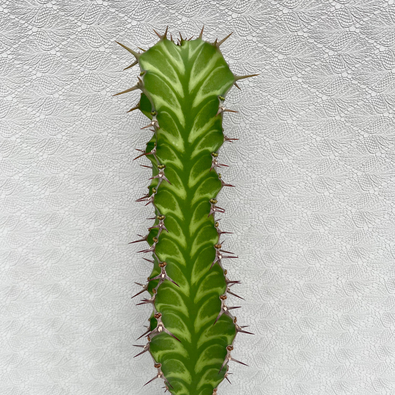 A Single Euphorbia Pseudocactus cutting up close showing detail