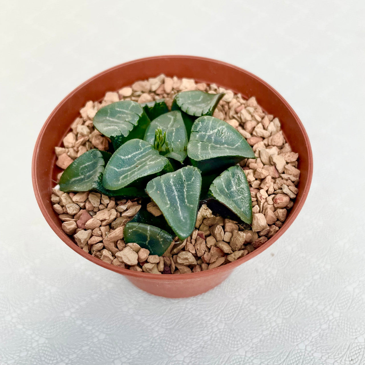 Haworthia Bayeri in a 3 inch pot view 2