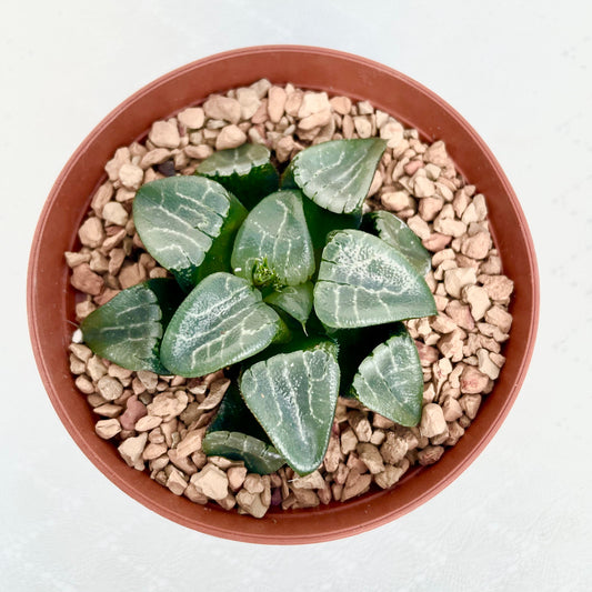 Haworthia Bayeri in a 3 inch pot