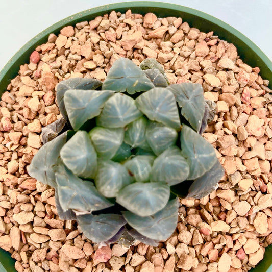 Haworthia Cooperi in a 4 inch pot