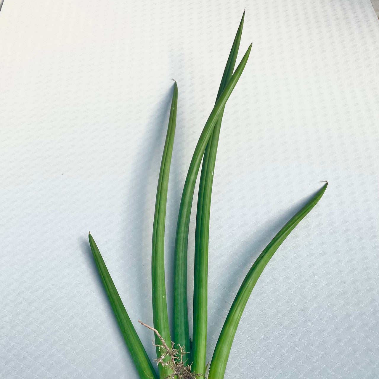sansevieria with round leaves Sansevieria Cylindrica – Kesslers Cacti