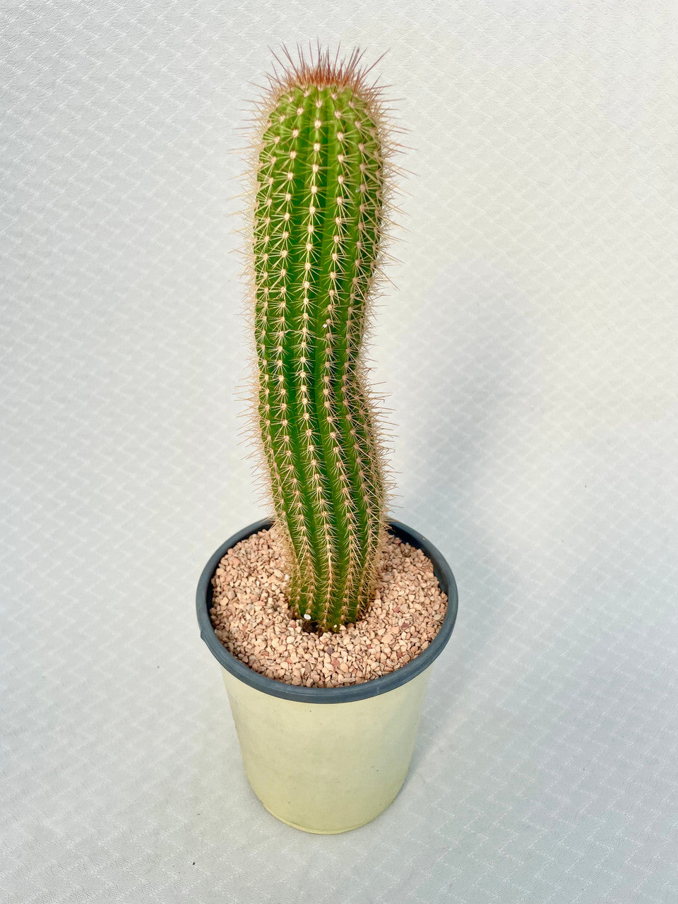 Echinopsis Huascha v. Grandiflorus view 2